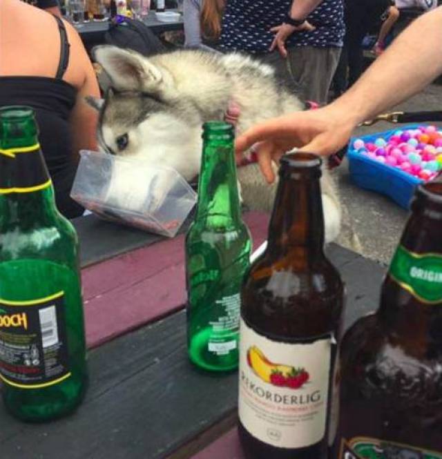 还能怎么办啊,我也很绝望啊! 我又不能喝酒又不能开车,哪来的酒驾?