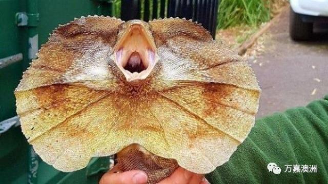 【万嘉澳洲每日快报】中国对澳大利亚房产的投资热度丝