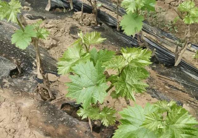 【赣南种植】葡萄:种葡萄如何才能更省力?