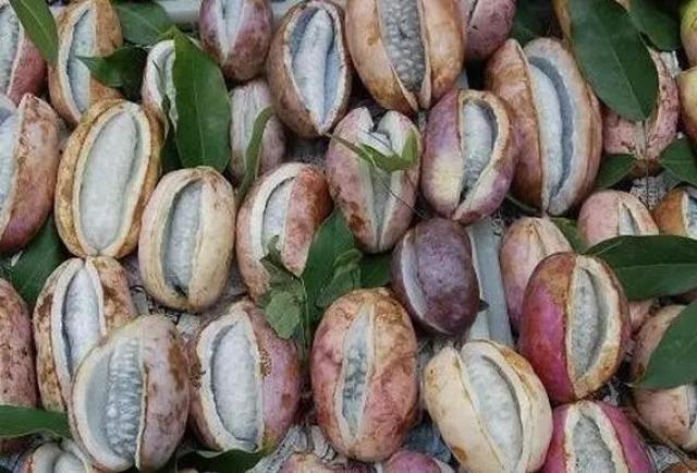 摘一大把一颗接一颗直吃到手上嘴上乌紫乌紫. 八月瓜