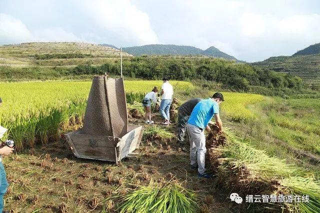 闪耀着金黄色泽的水稻在人工的卖力劳作下,瀑布般从仓口倾泻而下