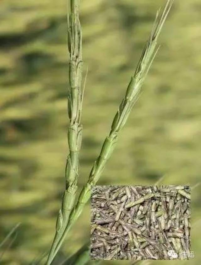 穗為圓柱狀,穗軸每節只生一個小穗,穗軸頂端有1—4公分的長芒 發生