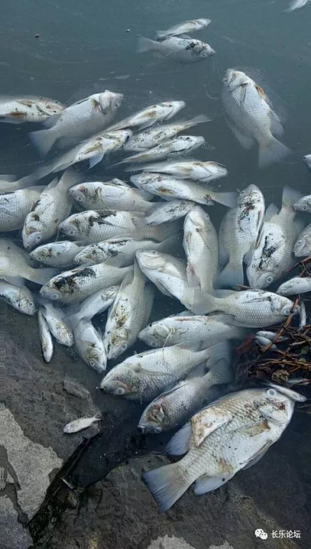 峡山水库鱼死图片