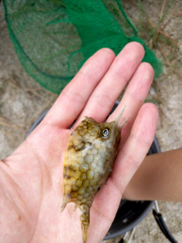 尖角锐磷,这还是一条鱼?有人五十元收走