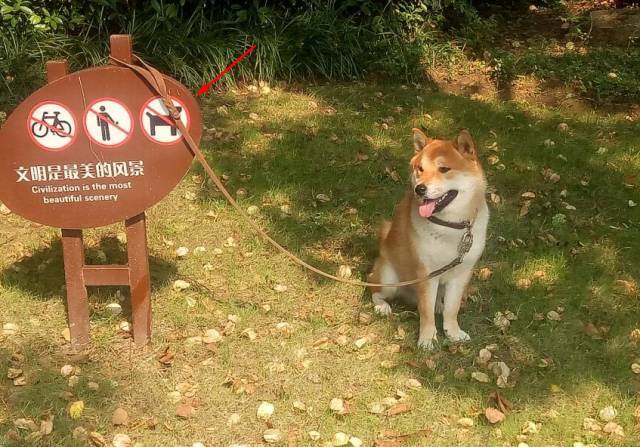 明知故犯?柴犬:我是文盲我啥也不知道!