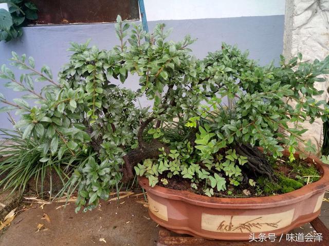 走进会泽农家小院欣赏漂亮盆景
