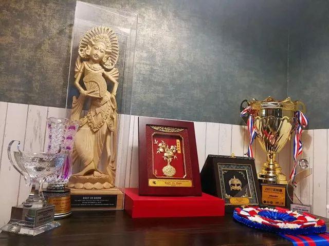 揭秘亚洲杯冠军犬 | 王开泰: 让世界看到中国牵犬师的风采