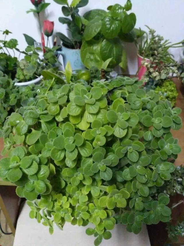 一碰就散发香气的碰碰香,新手也能轻松养爆盆!