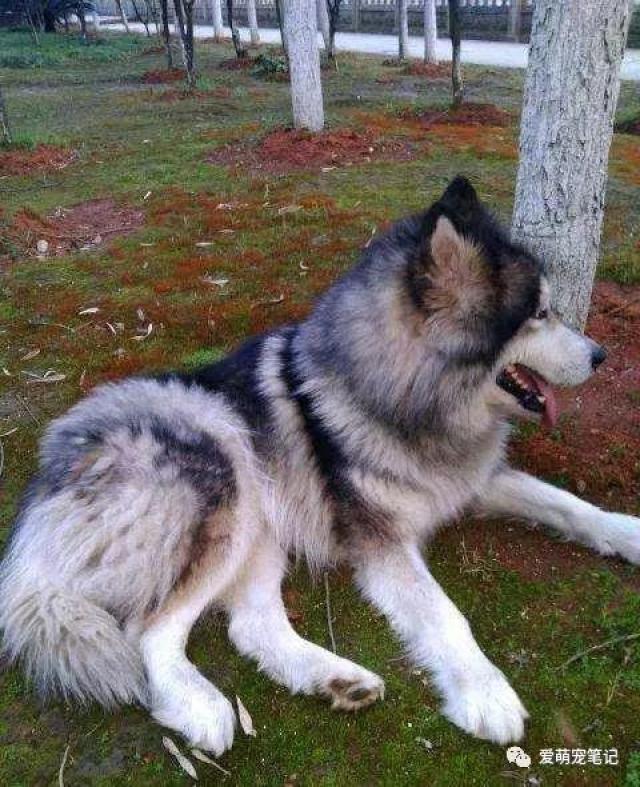 老姐因家中阿拉斯加掉毛带去宠物店理发,剃完后变成一头驴,完美