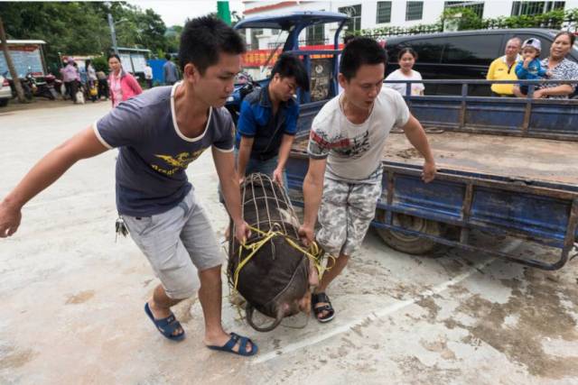 (视频: 阿姨卖猪) 就是这么淳朴, 阿姨卖猪得到一千多元, 笑着数钱