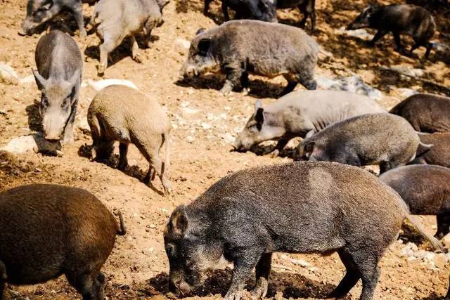 你可以在林间自由追逮野猪,草兔和山鸡,逮到了还可以免费带走!