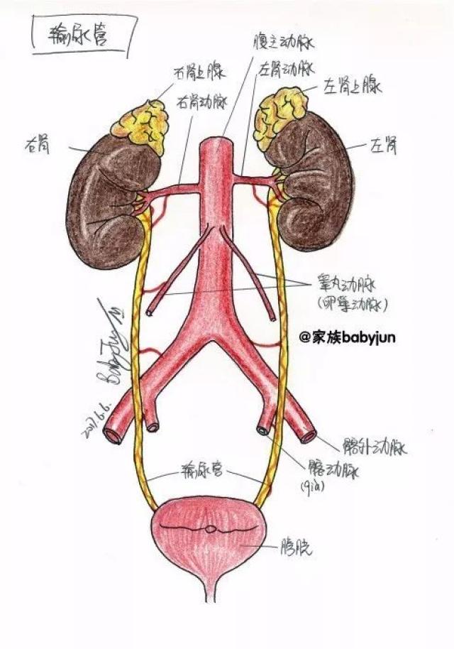 肾内部结构,输尿管 我可能比较无聊,很想知道我们每天产生的尿液是