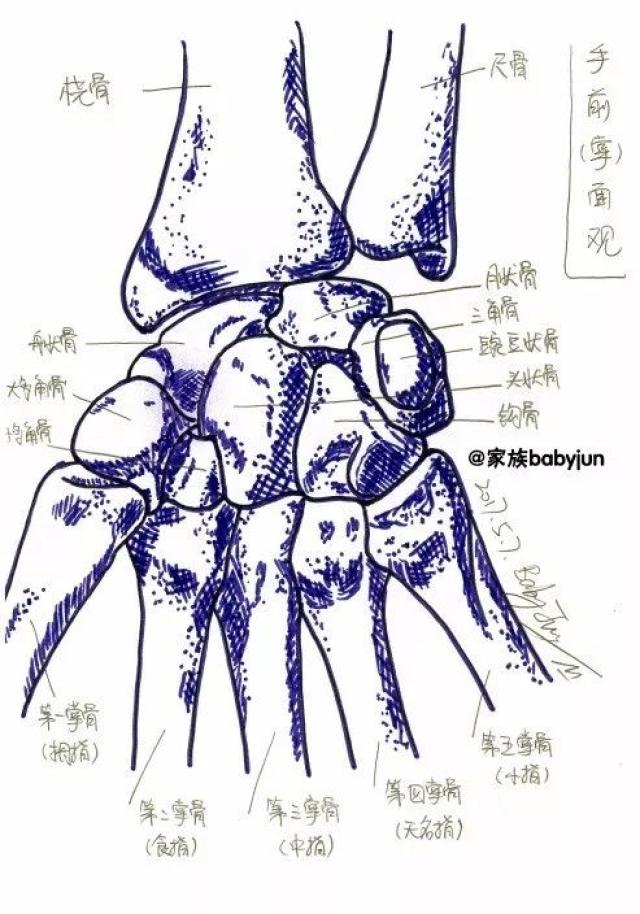 腕骨大小头状钩,大小头_大山谷图库