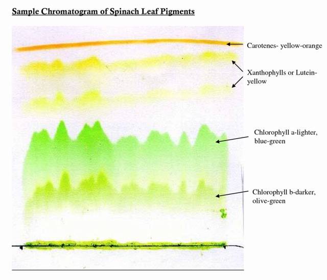 用纸色谱法分离菠菜叶的色素,得到如图色谱样带图片:pulpbitsnet