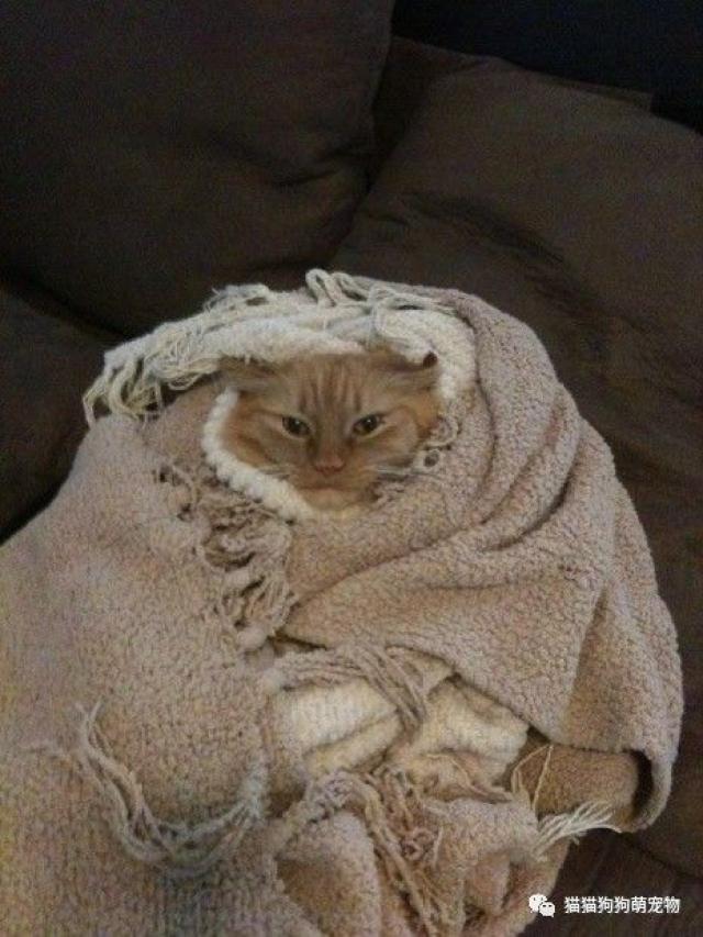 看看喵星人是怎样养膘的