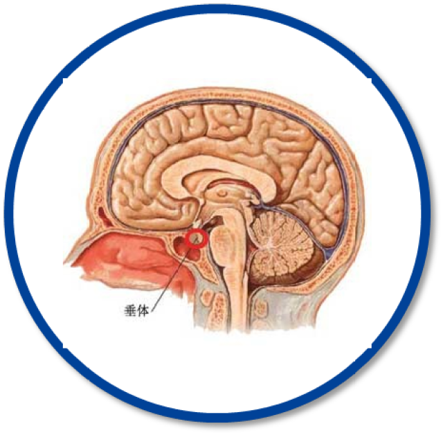 脑垂体分泌生长激素图片