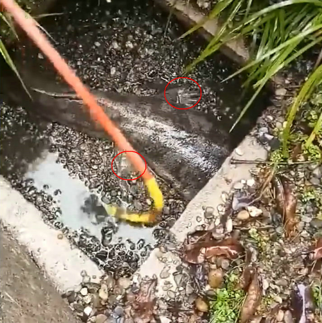 这条大鱼看来至少十多斤,似乎是一条大鲶鱼.