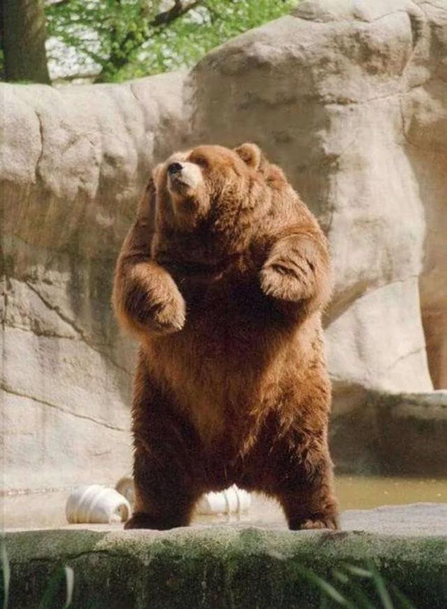 这下可以说"瞧你那熊样"了