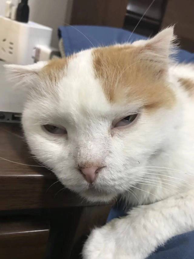 丑猫有人吸吗?可能有点呛!