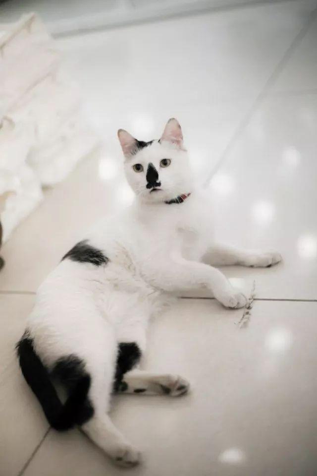 本喵王情圣 戏精就是我 猫 衔 蝉 马霸霸说:"最好的衔蝉是白猫黑蝉.