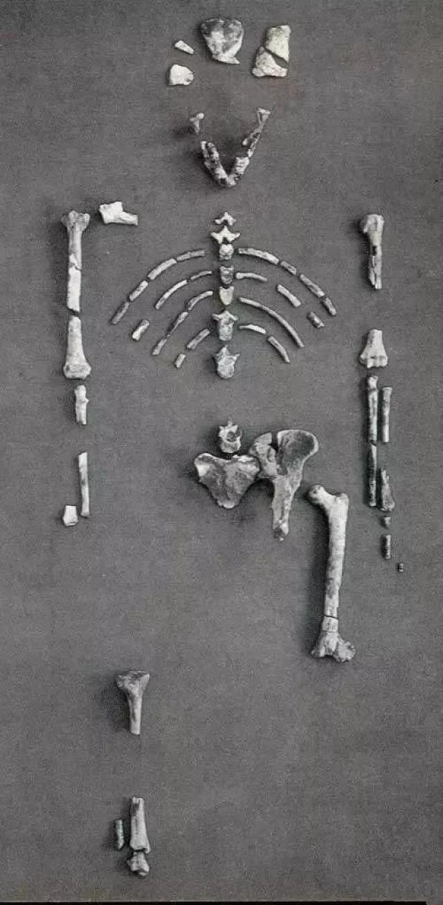 露西少女骨骼化石图片