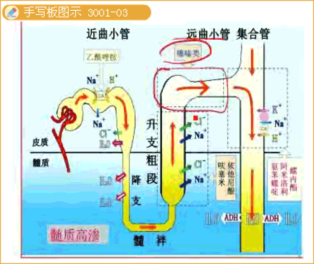 曲药含有什么化学成分?