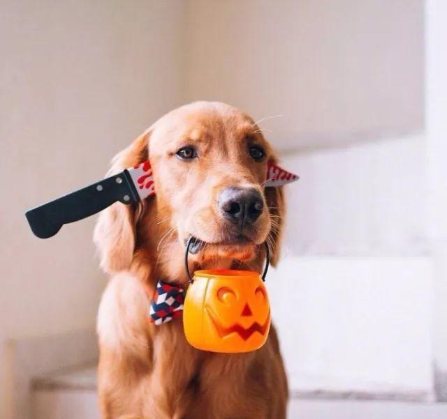 "砍柴","杀毛"和"剁基",铲屎官们,你们是不是玩的太过了?