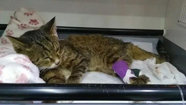 一只可爱的猫咪急需输血续命,求助贵阳宠友助力救喵