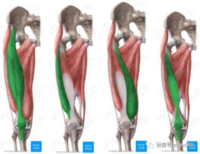 腘肌(点击腘肌 二;解剖学分析:膝关节疼痛[交锁](二))