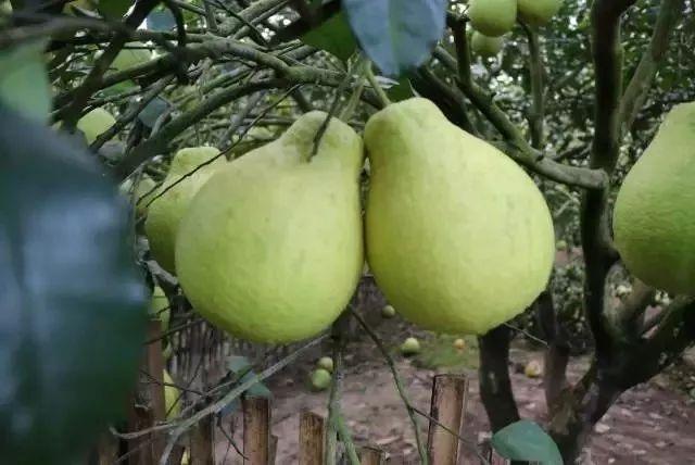 等你来 路线一 清远--岭背镇蒲芦洲村.