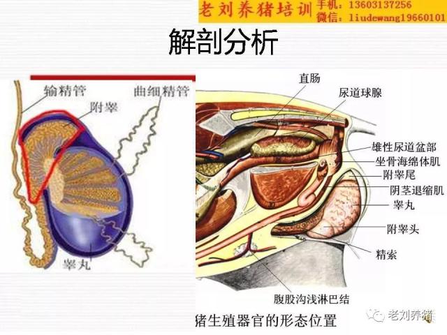 猪睾丸的结构示意图图片