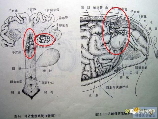小母猪卵巢的位置图片