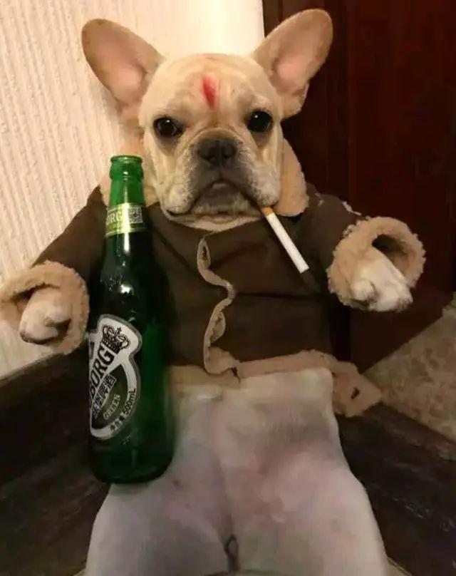 抽烟喝酒的狗图片