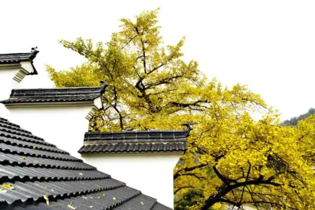 以下图片拍摄于11月14日,来自台州黄岩的游客 "了无痕"(应雄伟),这位