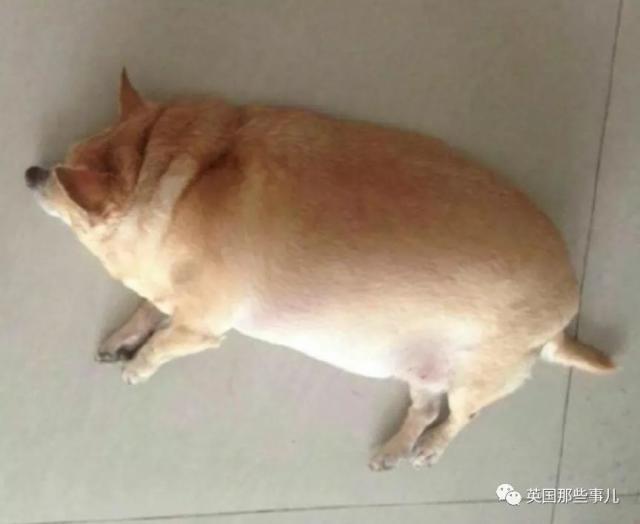 这大概是我见过的,最巨大的一只柯基……网友:这画风难道不是柯猪吗?